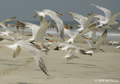 Flock of Seagulls