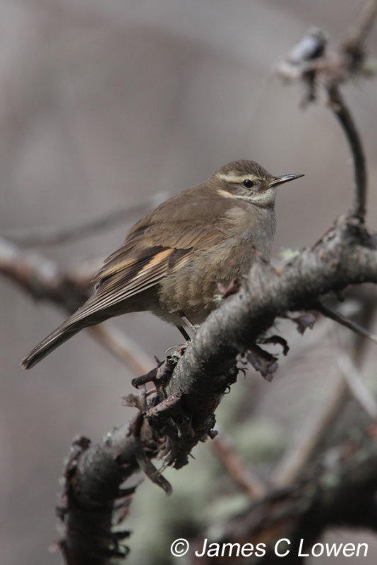 Bar-winged Cinclodes