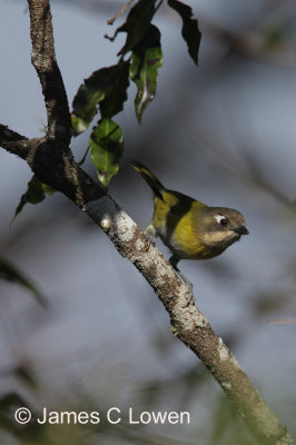 Common Bush Tanager