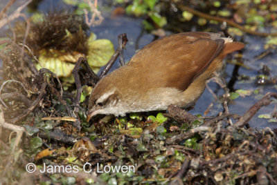 Curve-billed Reedhaunter