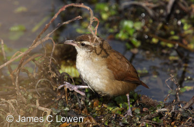 Curve-billed Reedhaunter