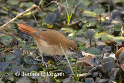 Curve-billed Reedhaunter