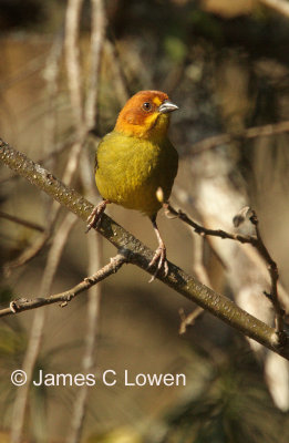 Fulvous-headed Brush-finch