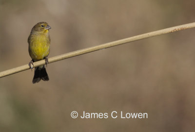 Grassland Yellow-finch