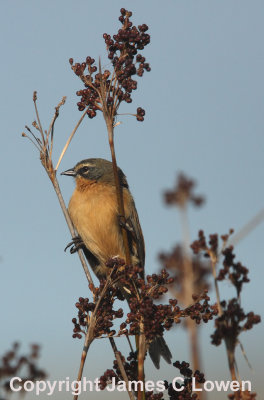 Long-tailed Reedfinch