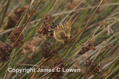 Long-tailed Reedfinch