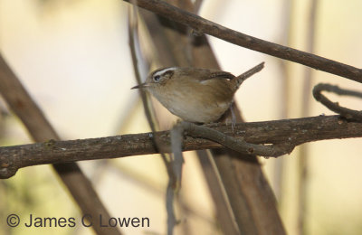 Mountain Wren