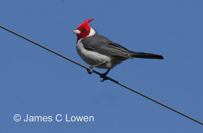 Red-crested Cardinal