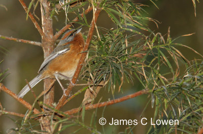 Rusty-browed Warbling-finch