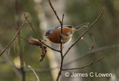 Rusty-browed Warbling-finch