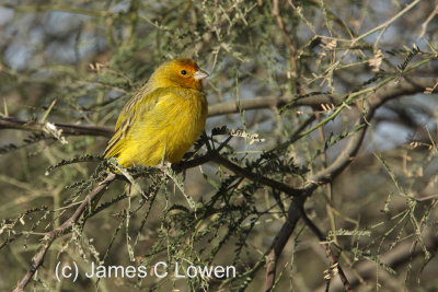 Saffron Finch