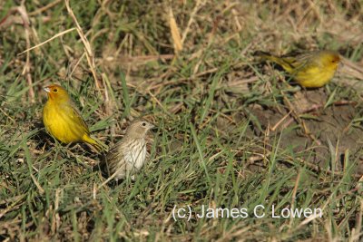 Saffron Finch