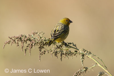 Saffron Finch