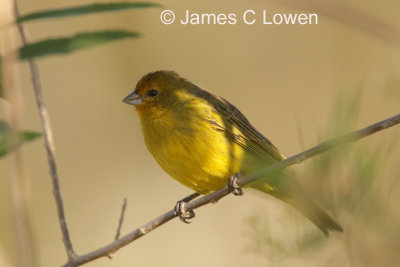 Saffron Finch