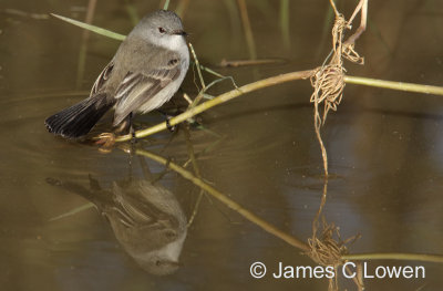 Sooty Tyrannulet