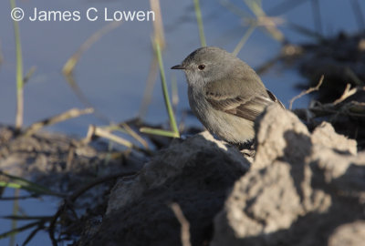 Sooty Tyrannulet