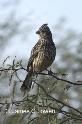 White-tipped Plantcutter