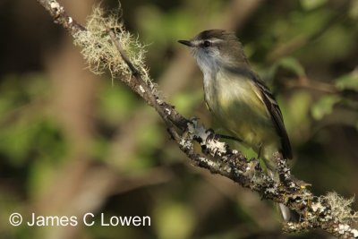 White-throated Tyrannulet