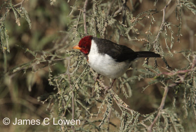 Yellow-billed Cardinal