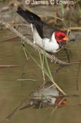 Yellow-billed Cardinal