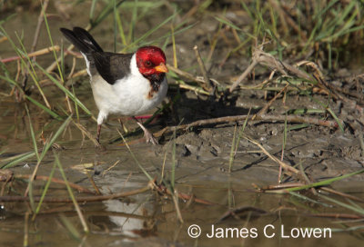 Yellow-billed Cardinal