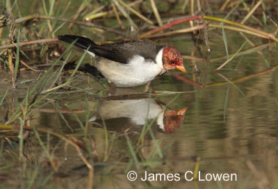 Yellow-billed Cardinal