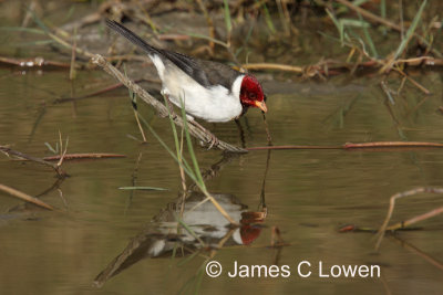 Yellow-billed Cardinal