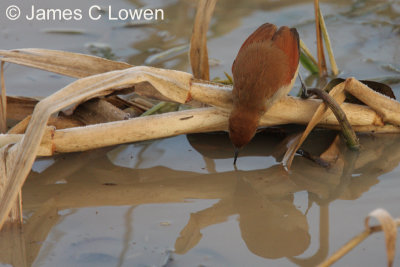 Yellow-chinned Spinetail