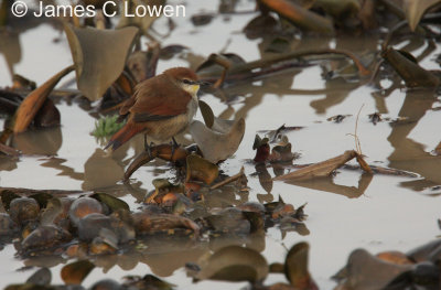 Yellow-chinned Spinetail