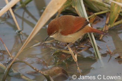 Yellow-chinned Spinetail