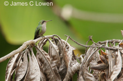 Glittering-bellied Emerald