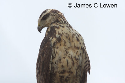 Great Black Hawk