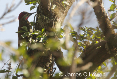 Golden-olive Woodpecker