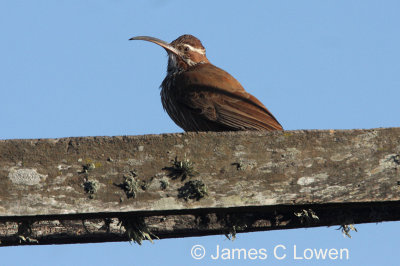 Scimitar-billed Woodcreeper