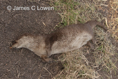 Southern River Otter