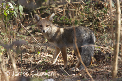 South American Grey Fox