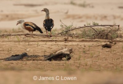 Orinoco Goose