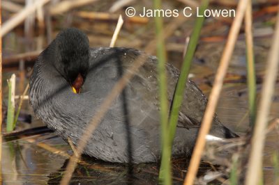 Red-fronted Coot