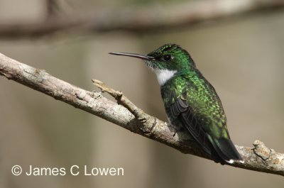 White-throated Hummingbird