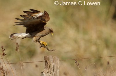 Chimango Caracara