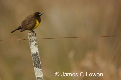  Brown-and-yellow Marshbird