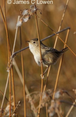 Grass Wren