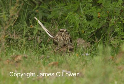 Scissor-tailed Nightjar