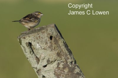 Grassland Sparrow