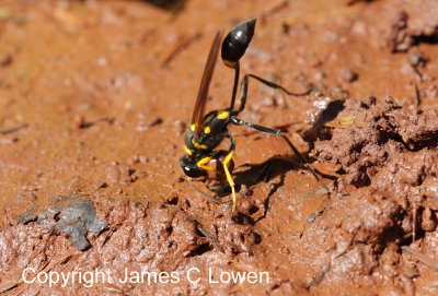 mud-dauber wasp (Sceliphron sp.)