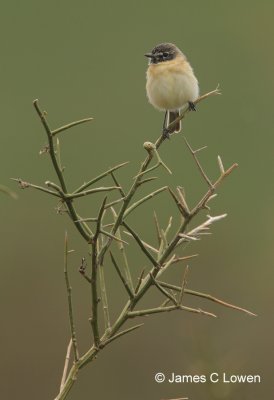 Bearded Tachuri