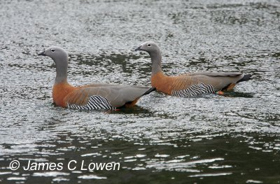 Ashy-headed Goose