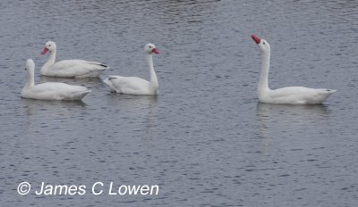 Coscoroba Swan