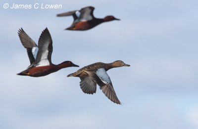 Cinnamon Teal