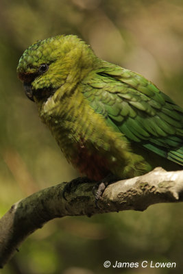 Austral Parakeet